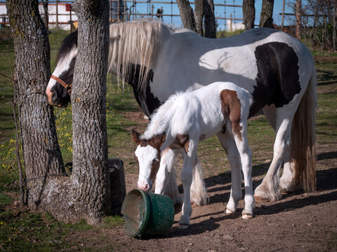 Irish gipsy cob mare with 10 days old foal in a meadow. Foal playing with the bucket were the mother's dry food is served.