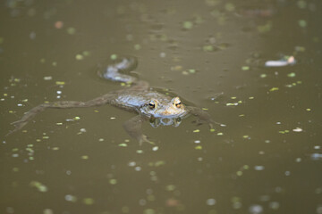 Frosch im Teich