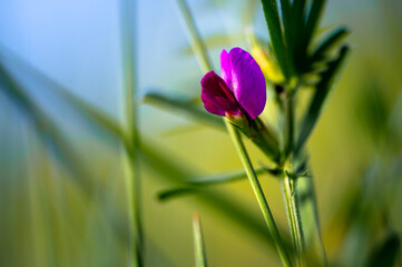 colorful flower macro with blurred background in a garden in spring