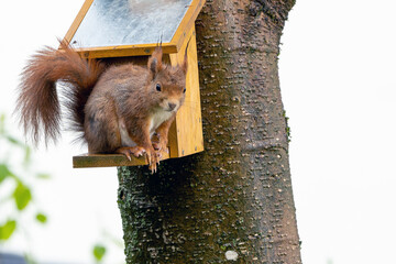 Squirrel