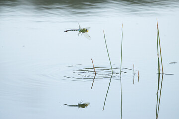 Libelle im Flug über Teich.