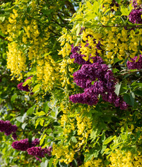 Lilac and laburnum trees in spring, growing in close proximity in a London suburb. Lilac tree has cone shaped, deep purple blooms, and laburnham tree has delicate, falling yellow flowers.