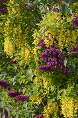 Obraz premium Lilac and laburnum trees in spring, growing in close proximity in a London suburb. Lilac tree has cone shaped, deep purple blooms, and laburnham tree has delicate, falling yellow flowers.