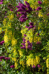 Lilac and laburnum trees in spring, growing in close proximity in a London suburb. Lilac tree has cone shaped, deep purple blooms, and laburnham tree has delicate, falling yellow flowers.
