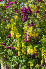 Lilac and laburnum trees in spring, growing in close proximity in a London suburb. Lilac tree has cone shaped, deep purple blooms, and laburnham tree has delicate, falling yellow flowers.