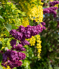 Lilac and laburnum trees in spring, growing in close proximity in a London suburb. Lilac tree has cone shaped, deep purple blooms, and laburnham tree has delicate, falling yellow flowers.