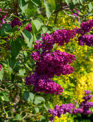 Obraz premium Lilac and laburnum trees in spring, growing in close proximity in a London suburb. Lilac tree has cone shaped, deep purple blooms, and laburnham tree has delicate, falling yellow flowers.