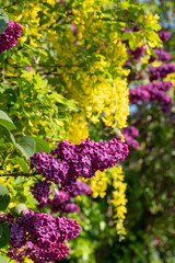 Obraz premium Lilac and laburnum trees in spring, growing in close proximity in a London suburb. Lilac tree has cone shaped, deep purple blooms, and laburnham tree has delicate, falling yellow flowers.