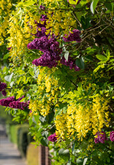 Lilac and laburnum trees in spring, growing in close proximity in a London suburb. Lilac tree has cone shaped, deep purple blooms, and laburnham tree has delicate, falling yellow flowers.