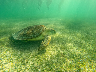 Sea Turtle underwater Akumal, Mexico 