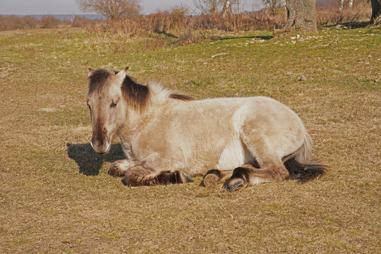 Konik wild horses in March in Saxony Anhalt