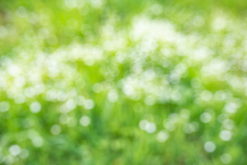 Abstract light green spring background with bokeh