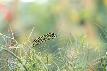 Schwalbenschwanz Raupe