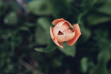 aufgehende Tulpe