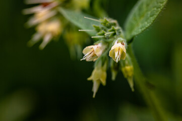 colorful flower macro with blurred background in a garden in spring