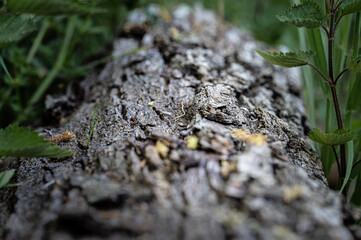 colorful flower macro with blurred background in a garden in spring