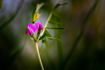 colorful flower macro with blurred background in a garden in spring
