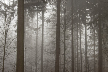 Nebel im Wald