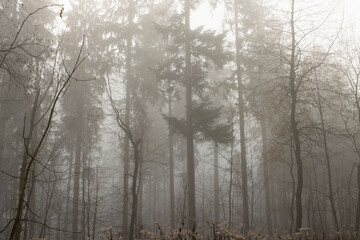 Nebel im Wald