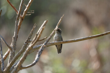 colibri