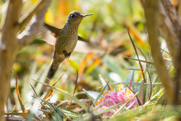 colibri © ignacioandres
