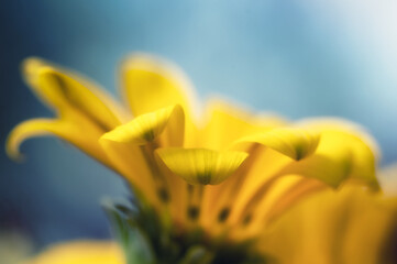 Obraz premium colorful flower macro with blurred background in a garden in spring