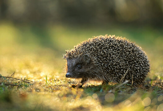 Cute hedgehog in green forest