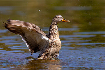 Adult duck with open wings on the water of a pond.