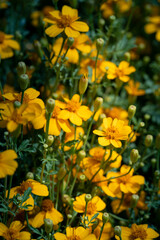 colorful flower macro with blurred background in a garden in spring