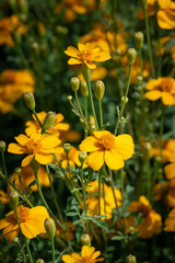 colorful flower macro with blurred background in a garden in spring