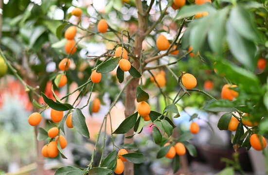 Kumquat fruit, close up. Fortunella margarita Kumquats ( or Cumquats ) foliage and Oval fruits on kumquat dwarf tree, closeup