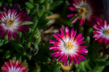 colorful flower macro with blurred background in a garden in spring