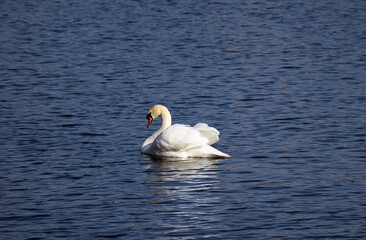 Swan on the lake in Copenhagen in sunny weather