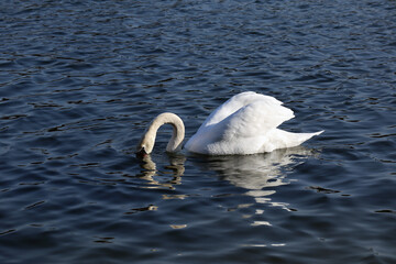 Swan on the lake in Copenhagen in sunny weather