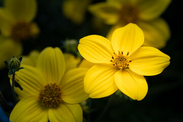 colorful flower macro with blurred background in a garden in spring