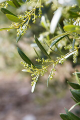 Detail of arbequina olive tree branch with little flowers
