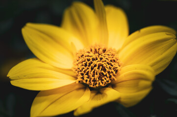 colorful flower macro with blurred background in a garden in spring