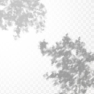 Realistic shadow tropical leaves and branches on transparent checkered background. The effect of overlaying shadows. Natural light layout.