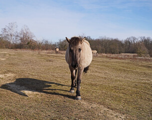 Konik wild horses in March in Saxony Anhalt