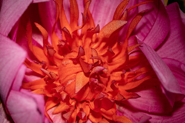 colorful flower macro with blurred background in a garden in spring