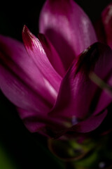 colorful flower macro with blurred background in a garden in spring