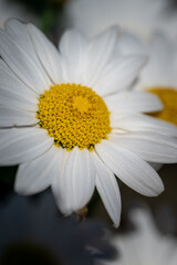 colorful flower macro with blurred background in a garden in spring