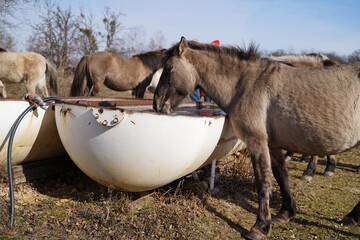 Konik wild horses in March in Saxony Anhalt