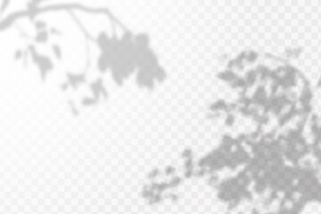 Fototapeta premium Realistic shadow tropical leaves and branches on transparent checkered background. The effect of overlaying shadows. Natural light layout.
