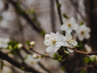 Cherry tree in blossom in spring garden. New season beginning. Spring blossom.