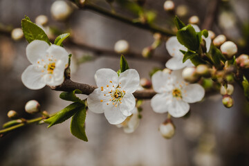 Cherry tree in blossom in spring garden. New season beginning. White flower.