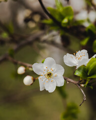 Cherry tree in blossom in spring park. New season beginning.