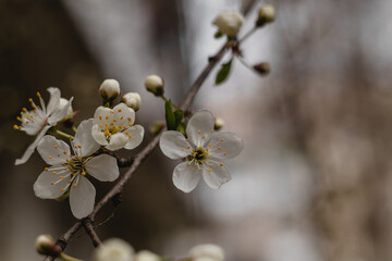 Cherry tree in blossom in spring garden. New season beginning. Blooming garden.