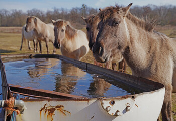 Konik wild horses in March in Saxony Anhalt