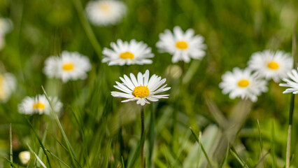 Zielona łąka, słońce i stokritki © Ryszard